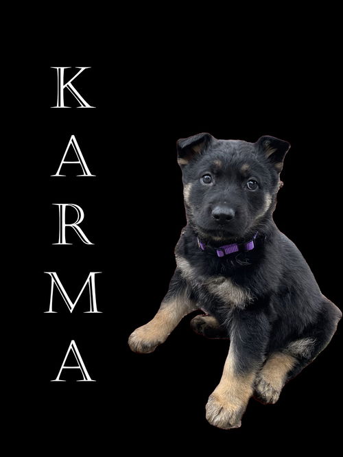 Karma 6733