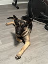 Shep 6748