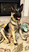 Shep 6748