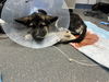 Henry County Puppy 3 - Cooper 6753