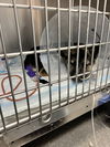 Henry County Puppy 3 - Cooper 6753
