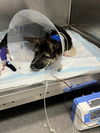 Henry County Puppy 3 - Cooper 6753
