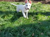 Henry County Puppy 2 - Ava 6754