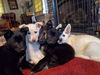Henry County Puppy 2 - Ava 6754