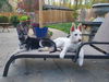 Henry County Puppy 2 - Ava 6754