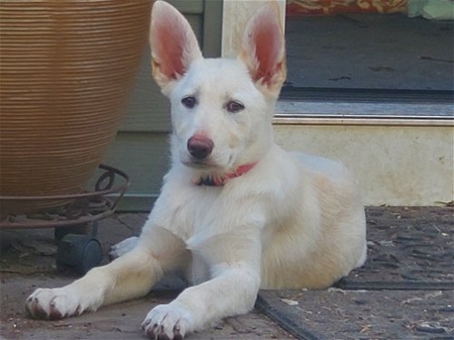 Henry County Puppy 2 - Ava 6754