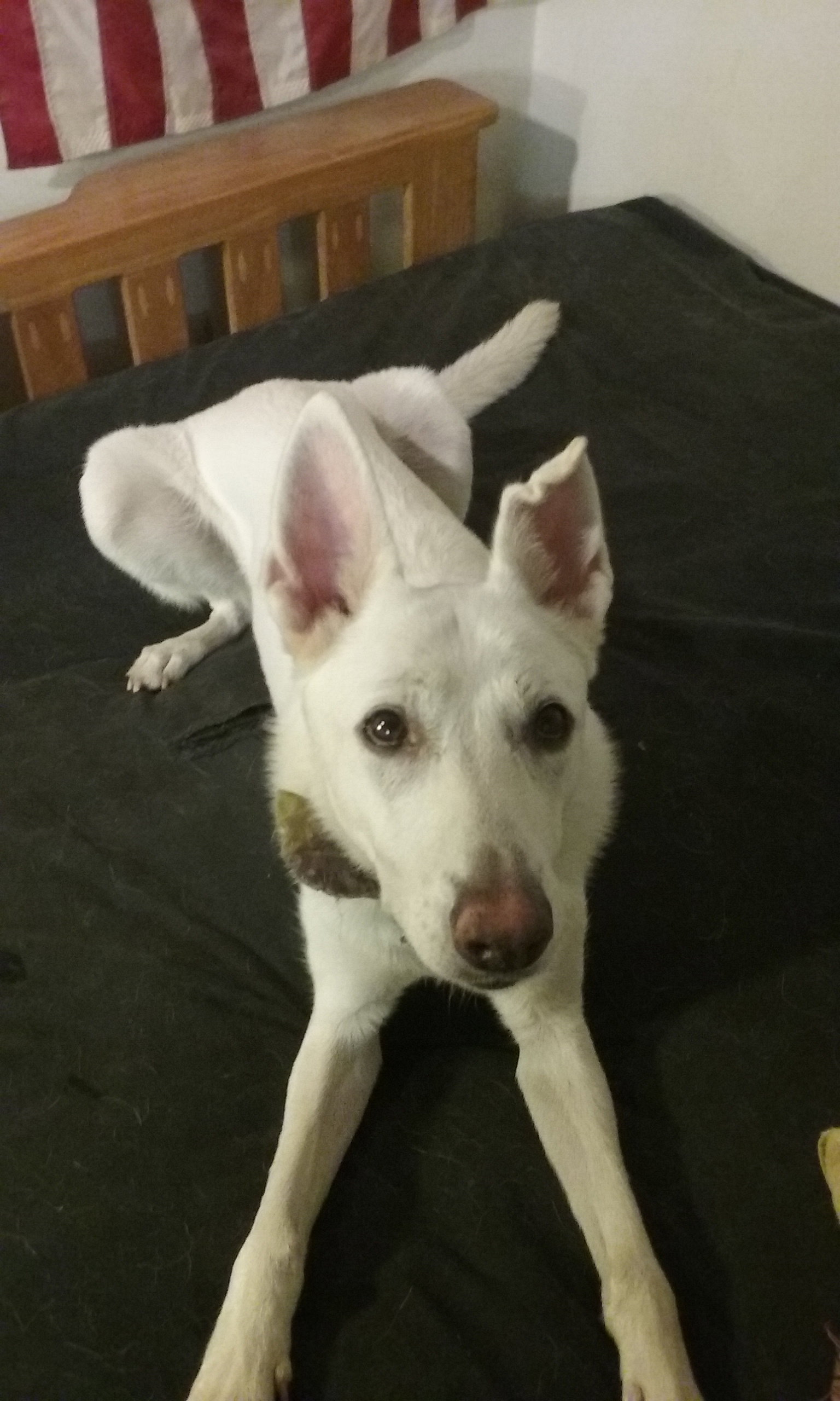 Pancake 6757, photo 2