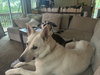 Sheba 6780