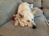 Sheba 6780