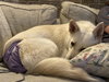 Sheba 6780