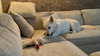 Sheba 6780