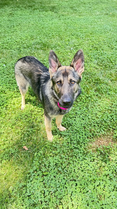Shiloh 6788