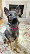Shiloh 6788