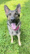 Shiloh 6788