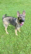 Shiloh 6788