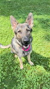 Shiloh 6788