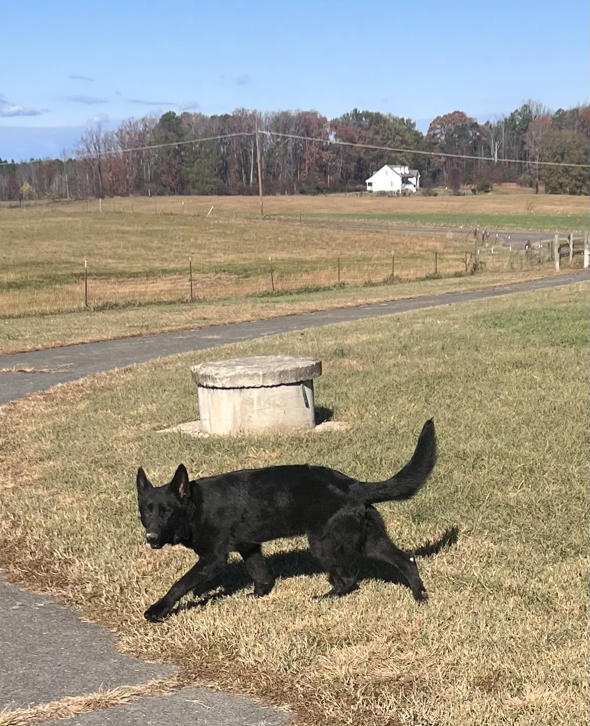 Prince - German Shepherd Dog