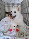 Sheeba 6400