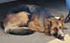 Lucy 7411