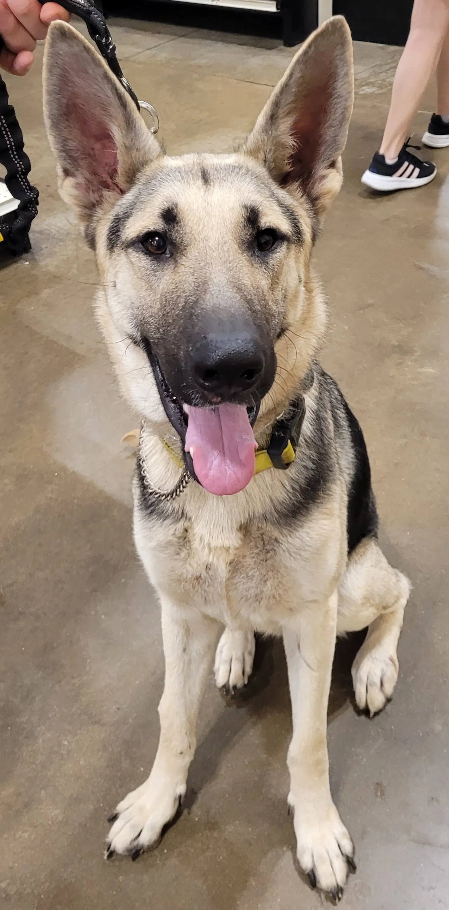 Major - German Shepherd Dog