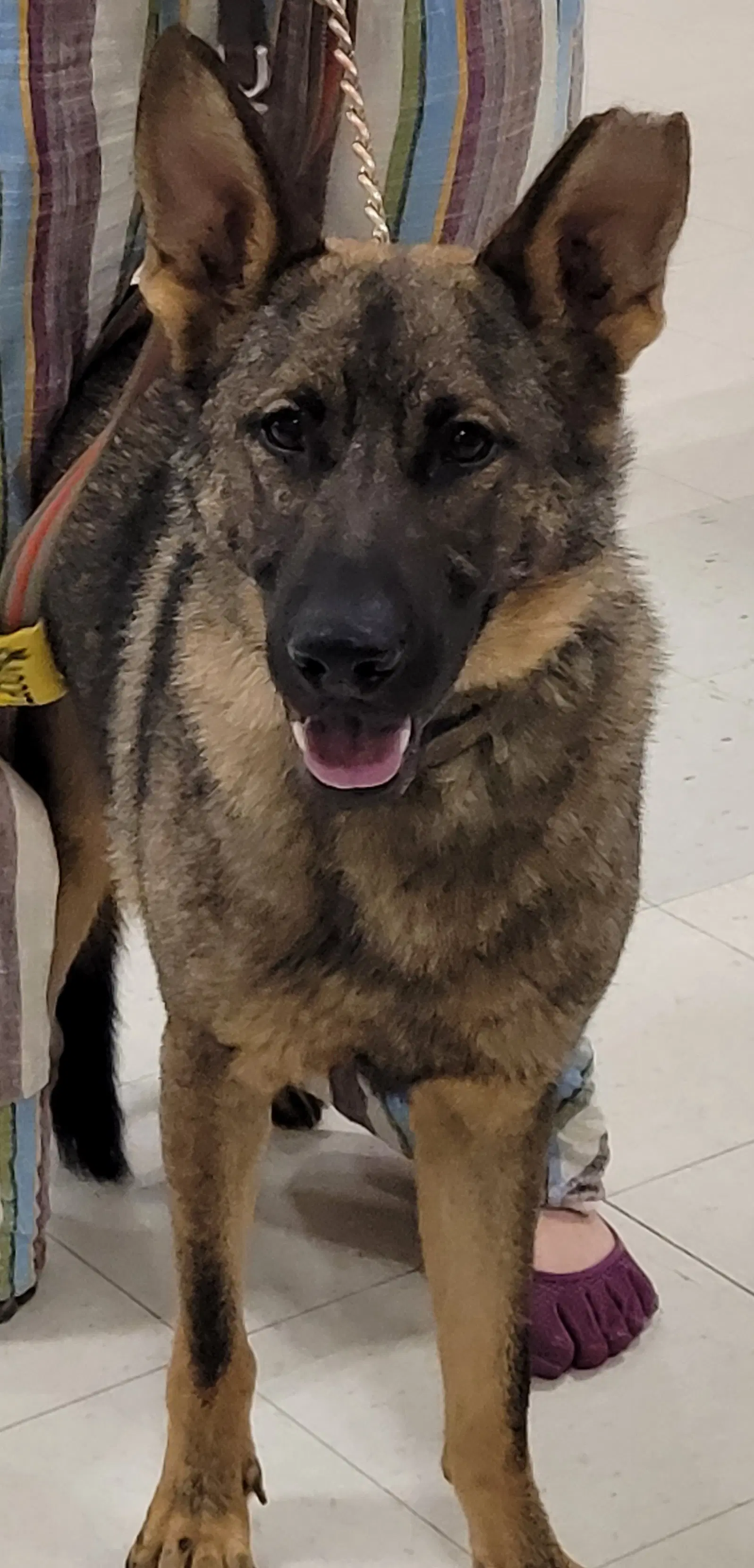 Kyro - German Shepherd Dog