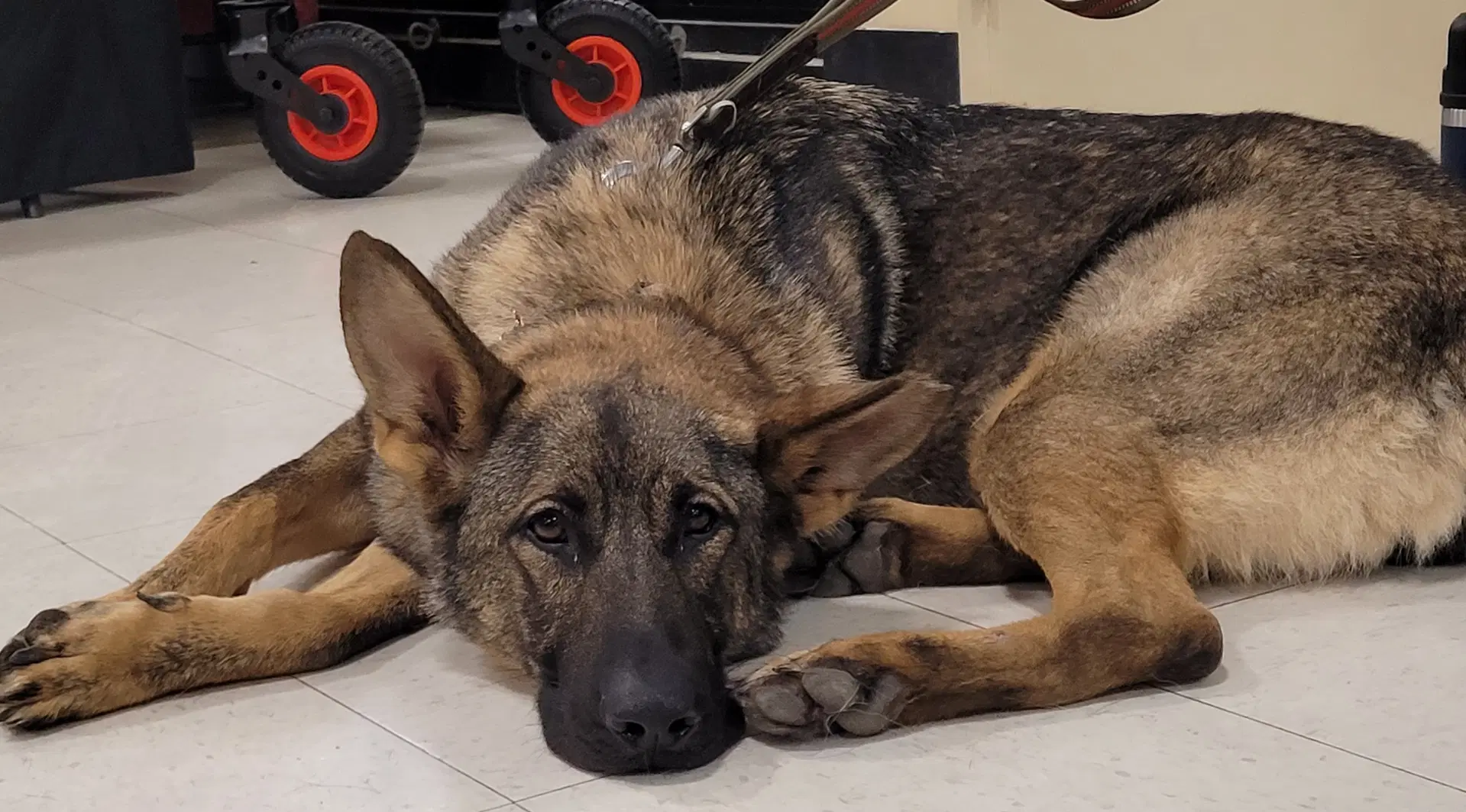 Kyro image 2