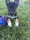 Mugsy 7417