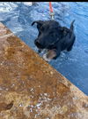 Mugsy 7417