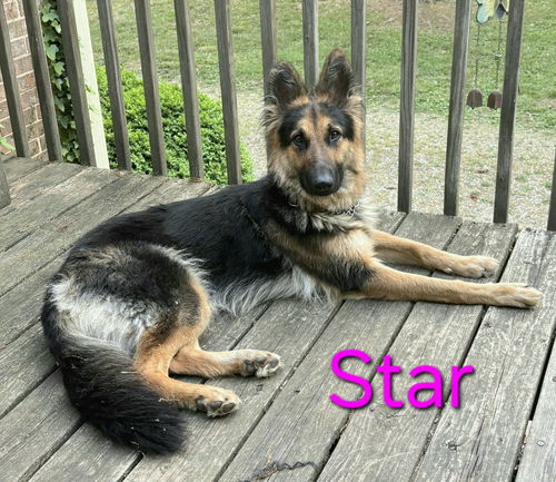 Star 7445