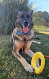 Duke 7431