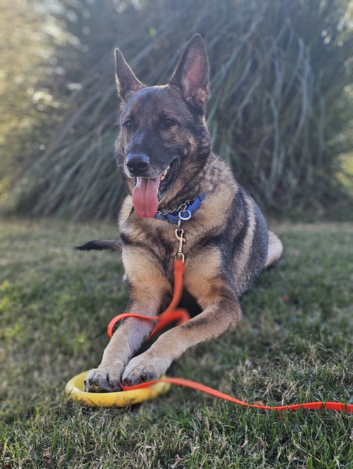 Duke 7431