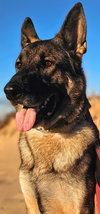 Duke 7431