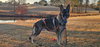 Duke 7431