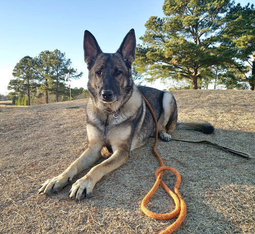 Duke 7431