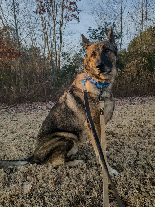 Duke 7431