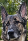 Duke 7431