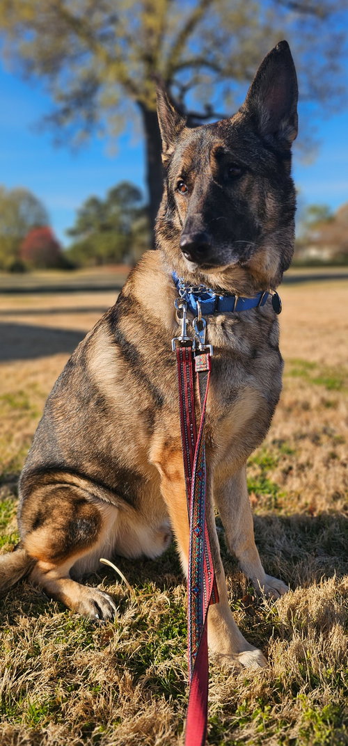 Duke 7431