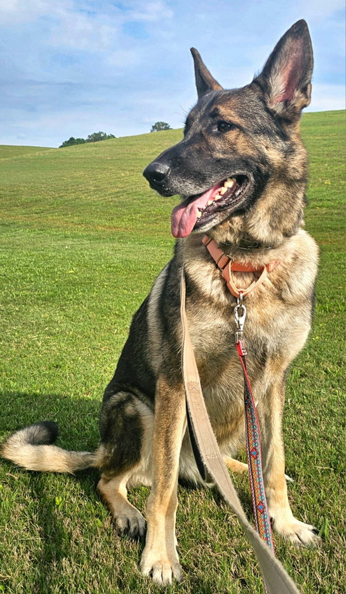 Duke 7431