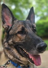 Duke 7431