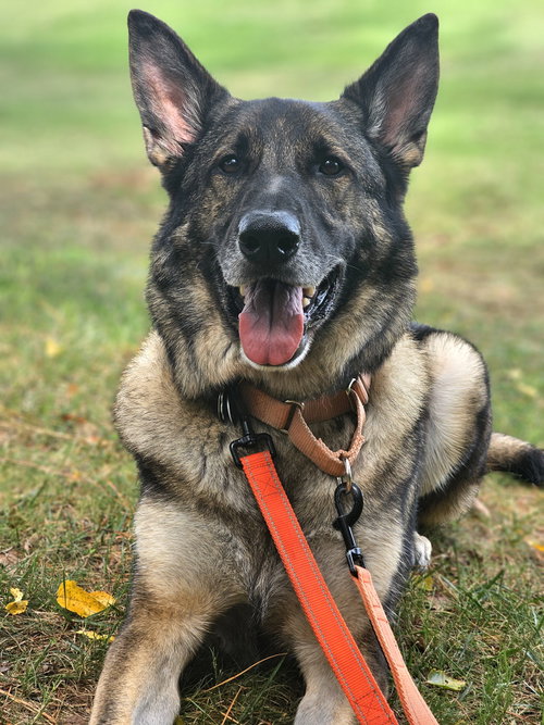 Duke 7431