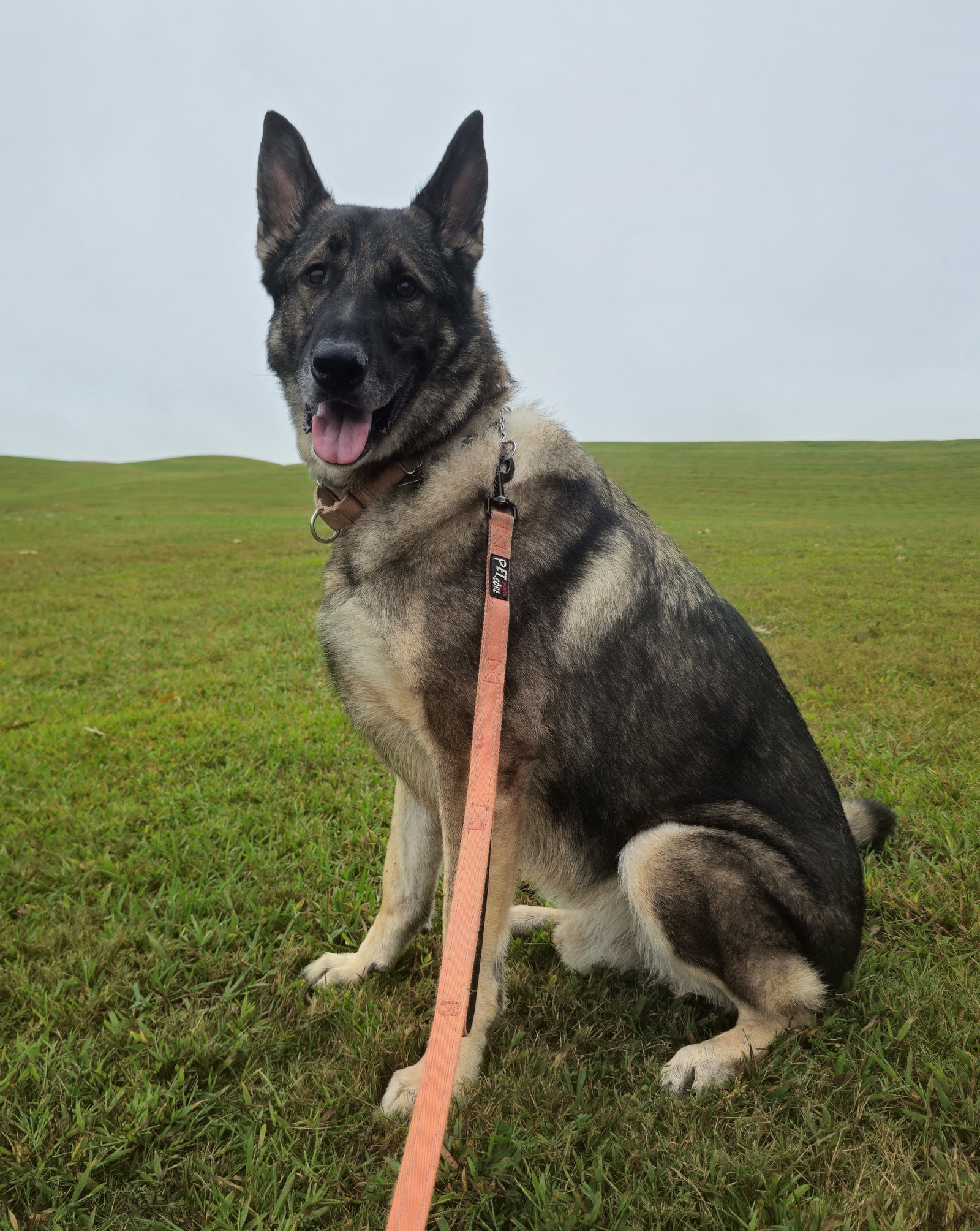 Duke 7431, photo 6