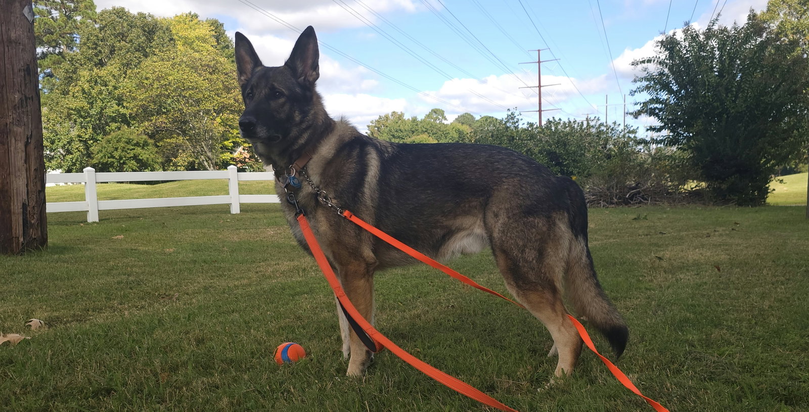 Duke 7431, photo 5