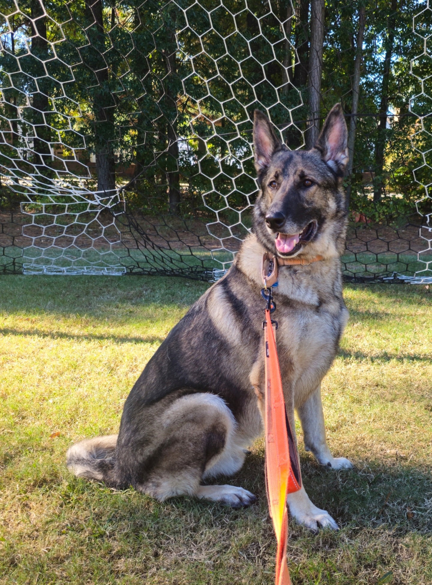 Duke 7431, photo 3