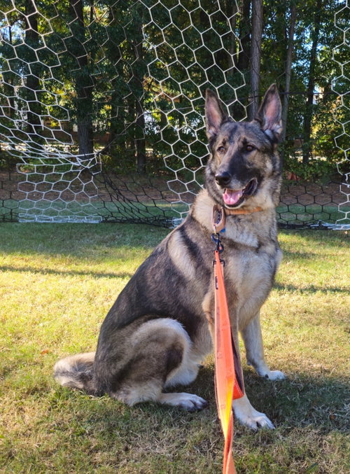 Duke 7431, German Shepherd Dog (medium coat)