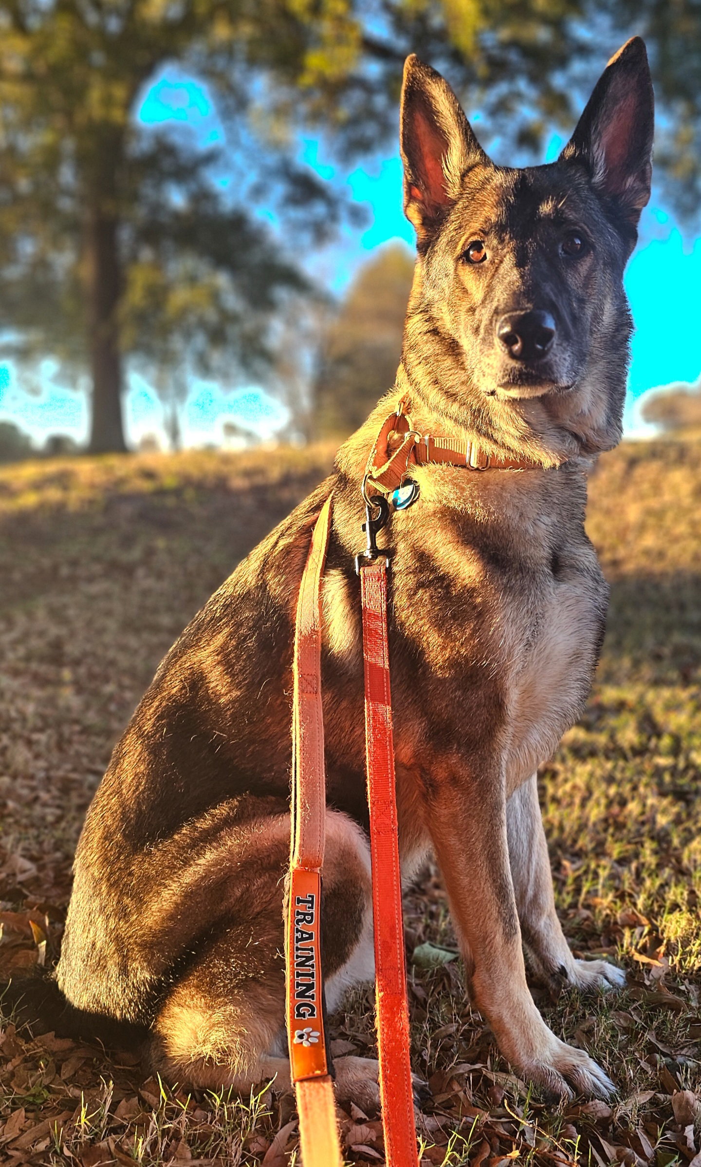 Duke 7431