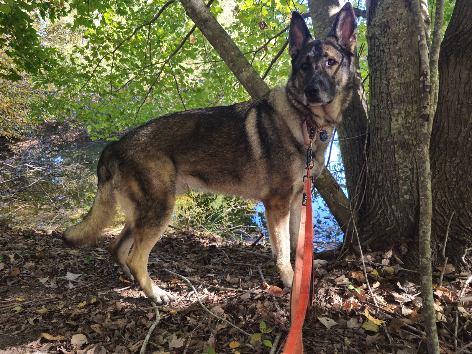 Duke 7431, photo 2