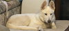 Waylon 7424