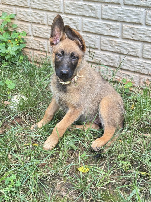 Nala 7438