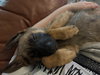 Nala 7438