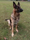 Sarge 6537